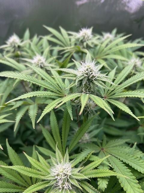 Psicodelicia. Week 10