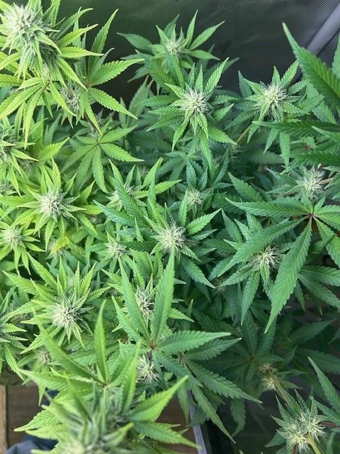 Psicodelicia. Week 10