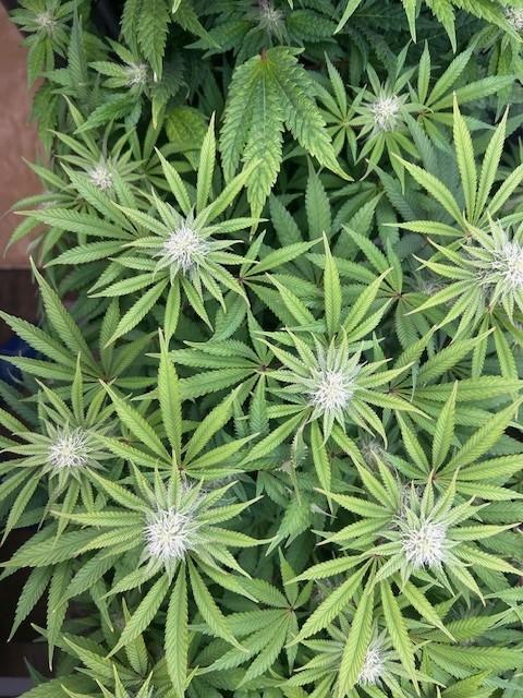 Psicodelicia. Week 10