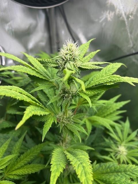 Psicodelicia. Week 10