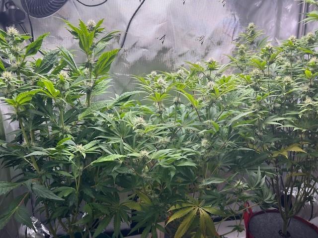 Psicodelicia. Week 10