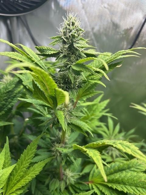 Psicodelicia. Week 11