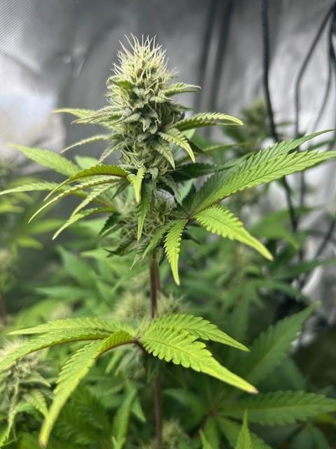 Psicodelicia. Week 11