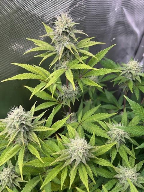 Psicodelicia. Week 11