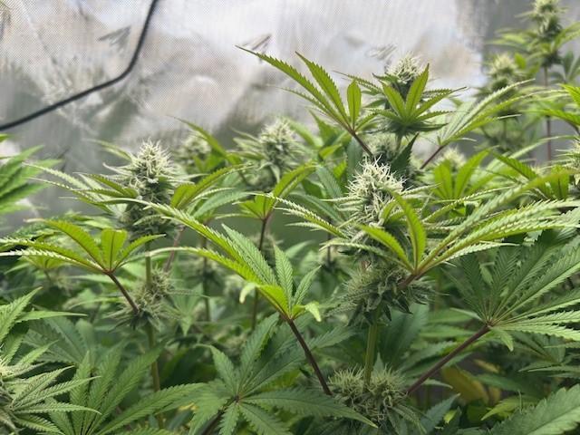 Psicodelicia. Week 11
