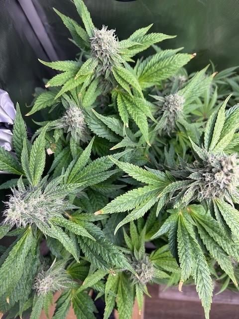 Psicodelicia. Week 12