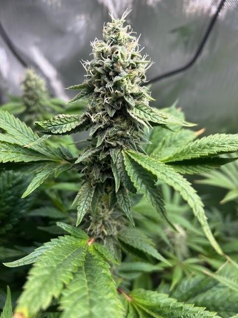 Psicodelicia. Week 12