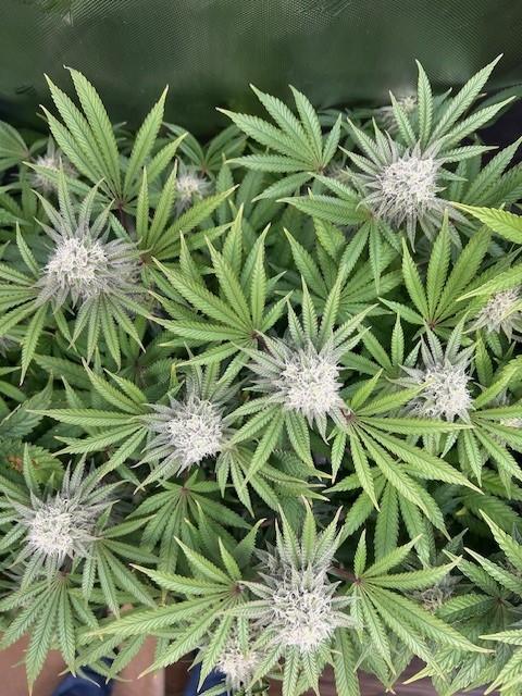 Psicodelicia. Week 12