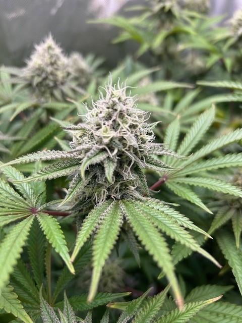 Psicodelicia. Week 12