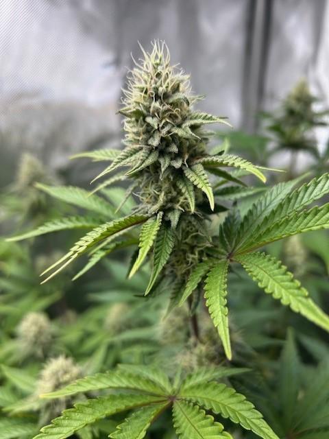 Psicodelicia. Week 12