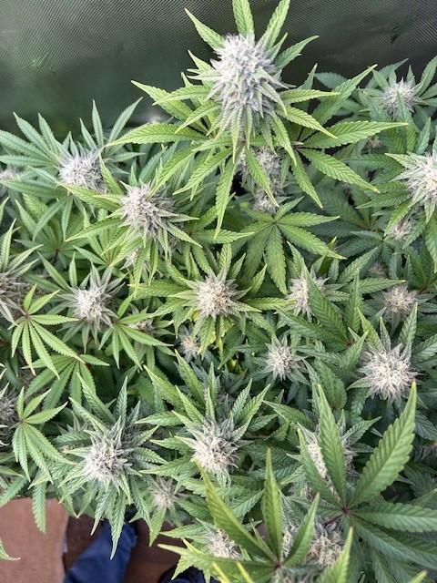 Psicodelicia. Week 12