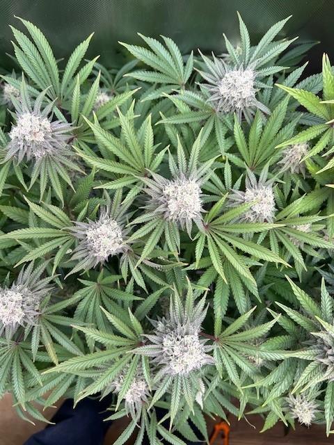 Psicodelicia. Week 13