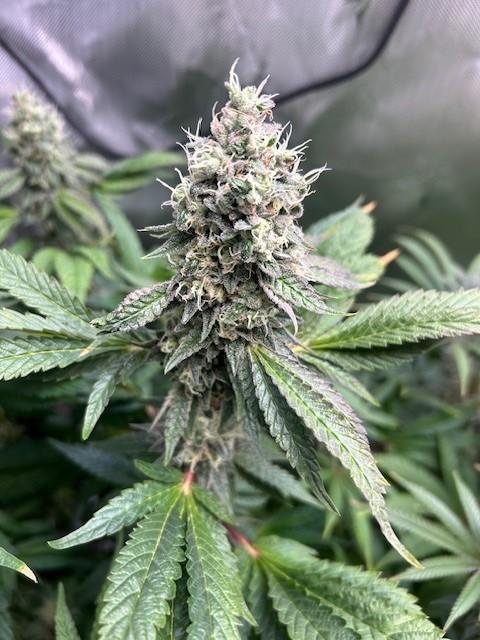 Psicodelicia. Week 13