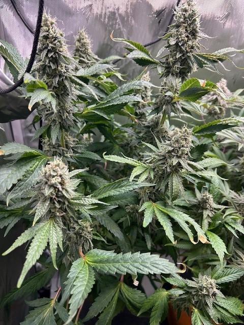 Psicodelicia. Week 13