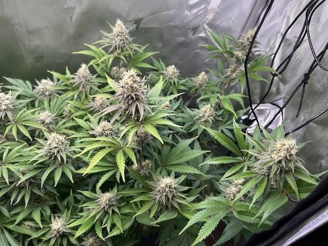 Psicodelicia. Week 13