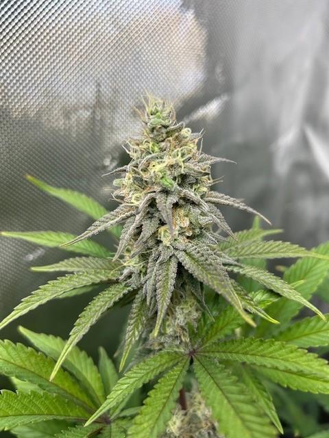Psicodelicia. Week 13
