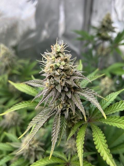 Psicodelicia. Week 13