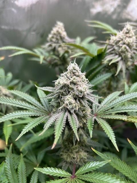 Psicodelicia. Week 13