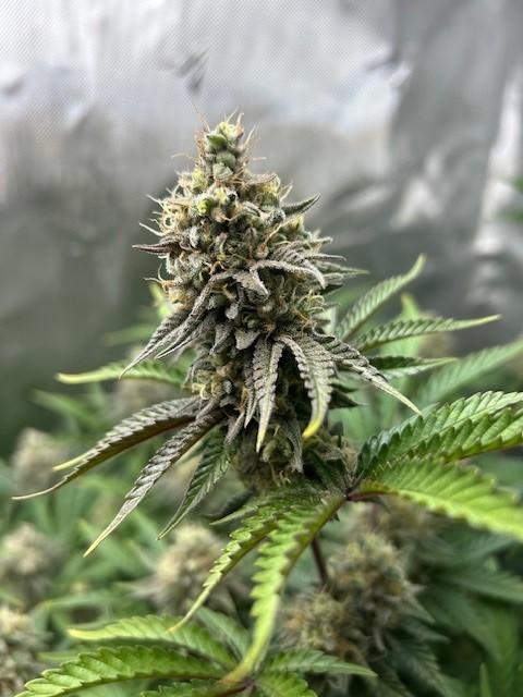 Psicodelicia. Week 14
