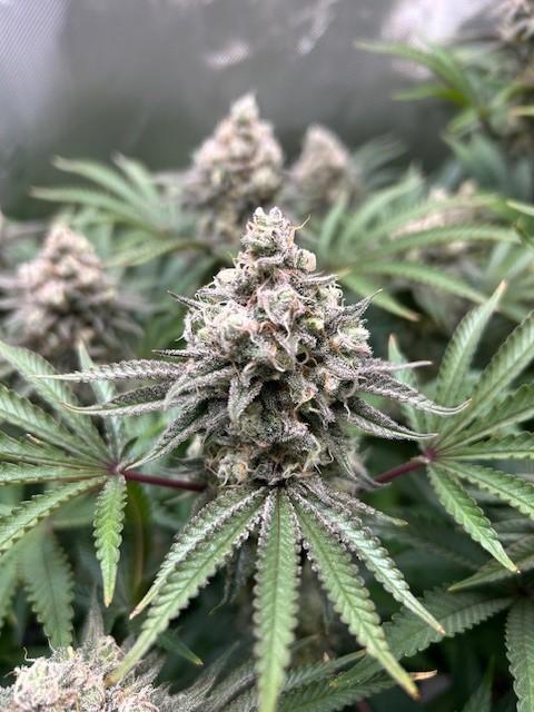Psicodelicia. Week 14