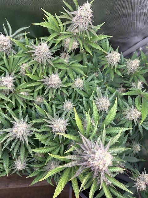 Psicodelicia. Week 14