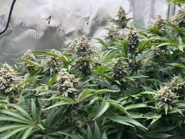 Psicodelicia. Week 14