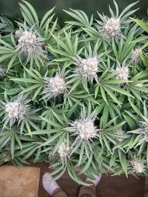 Psicodelicia. Week 14