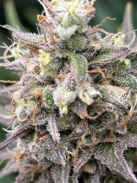 Psicodelicia. Week 14