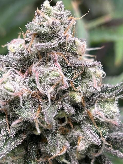 Psicodelicia. Week 14