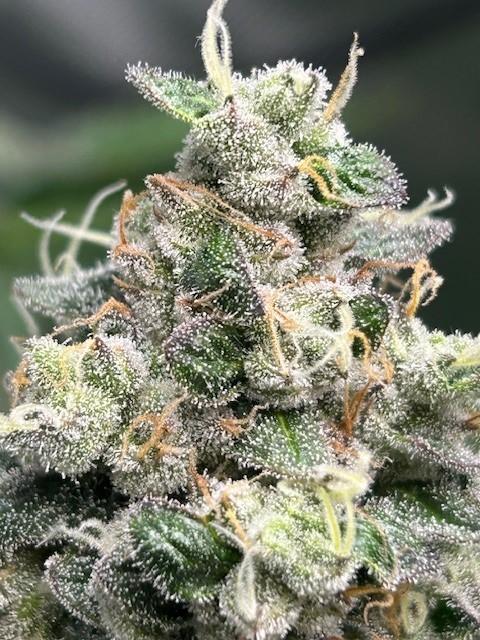 Psicodelicia. Week 14