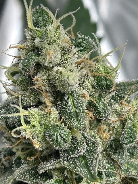 Psicodelicia. Week 14