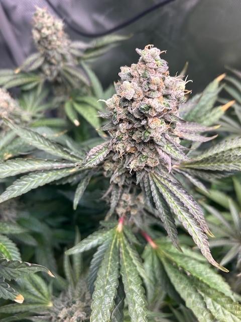 Psicodelicia. Week 15