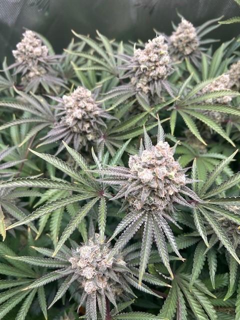 Psicodelicia. Week 15