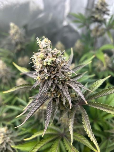 Psicodelicia. Week 15