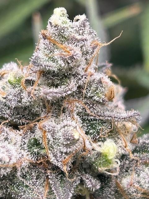 Psicodelicia. Week 15