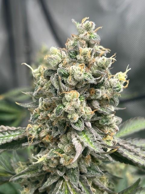 Psicodelicia. Week 15