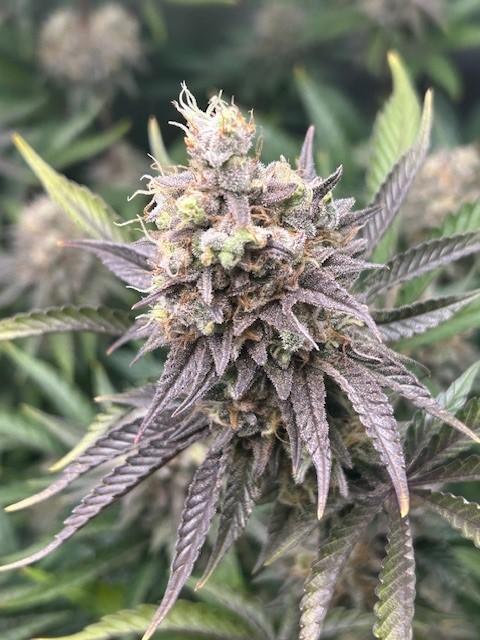 Psicodelicia. Week 15