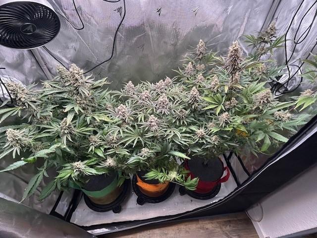 Psicodelicia. Week 15