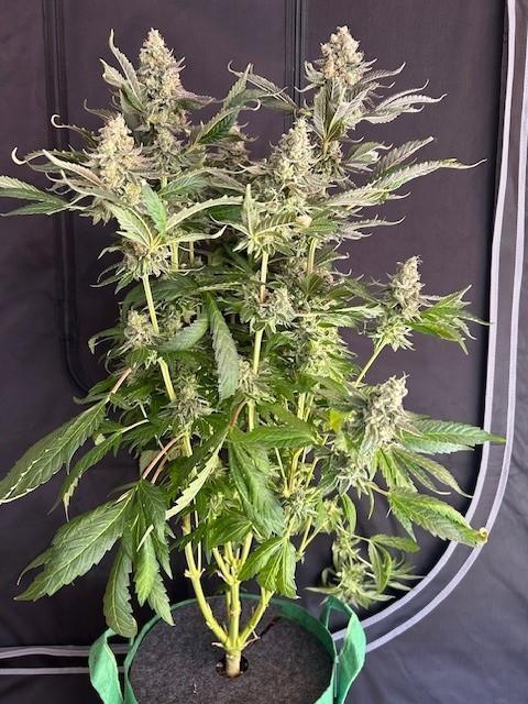 Psicodelicia. Week 16