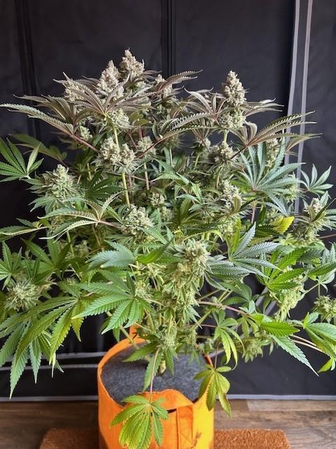 Psicodelicia. Week 16