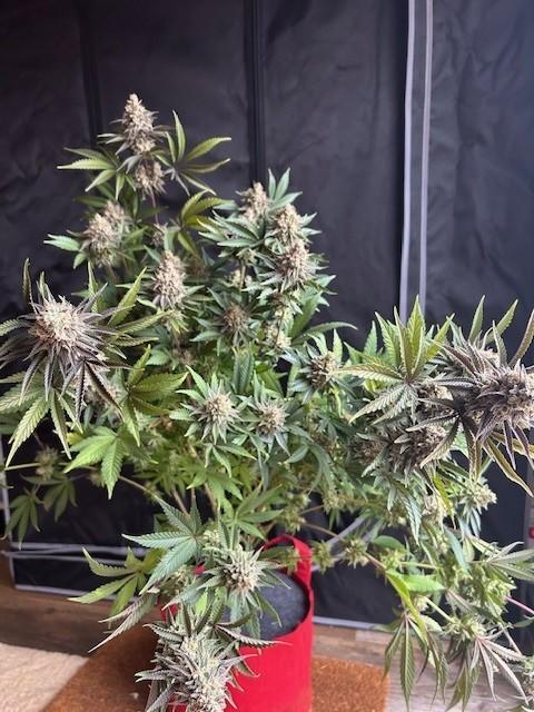 Psicodelicia. Week 16