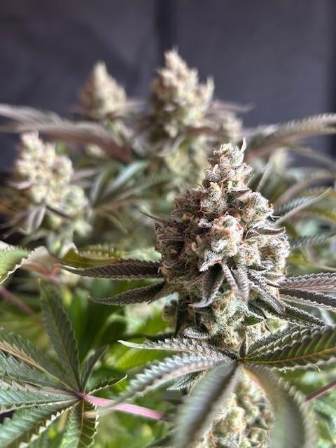 Psicodelicia. Week 16