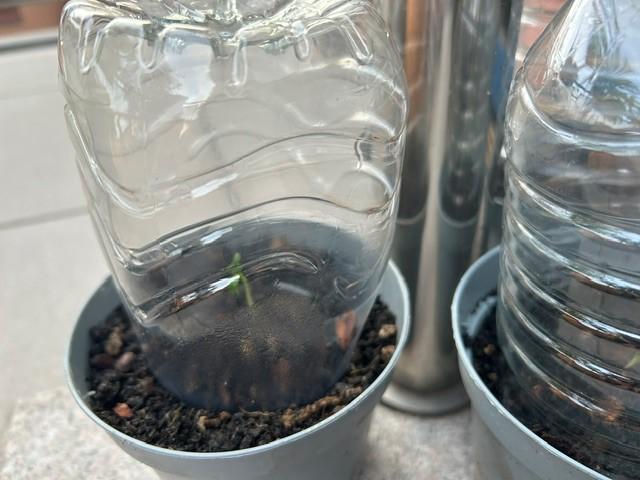 Desert Skunk. Week 1