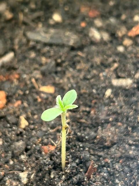 Auto Cocopopo Outdoors. Week 0