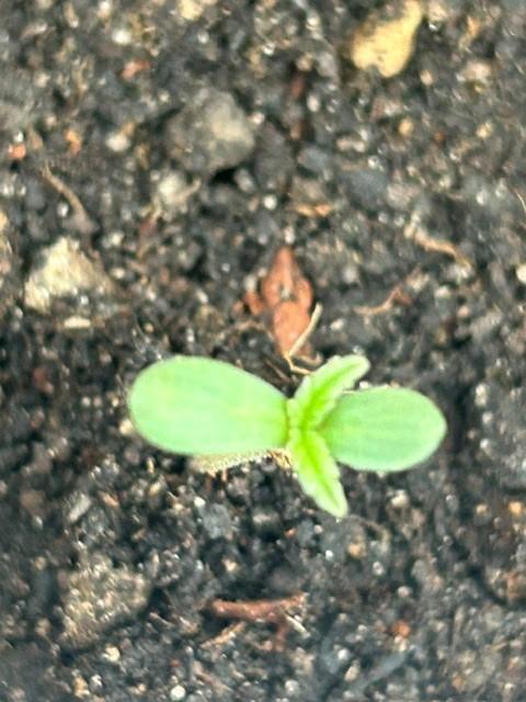 Auto Cocopopo Outdoors. Week 0