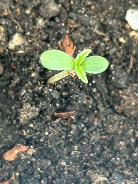 Auto Cocopopo Outdoors. Week 0