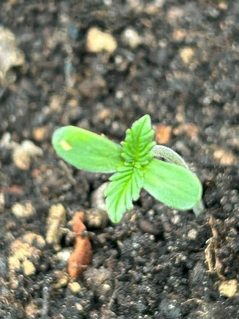 Permanent Jealousy XL Auto. Week 0