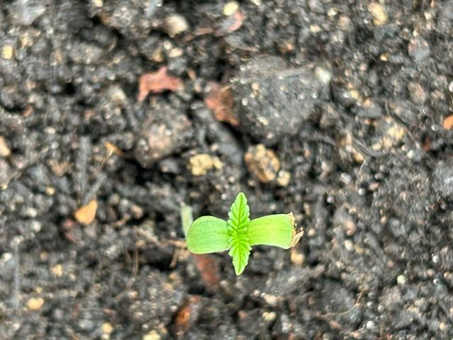 Jack 47 XL Auto. Week 1