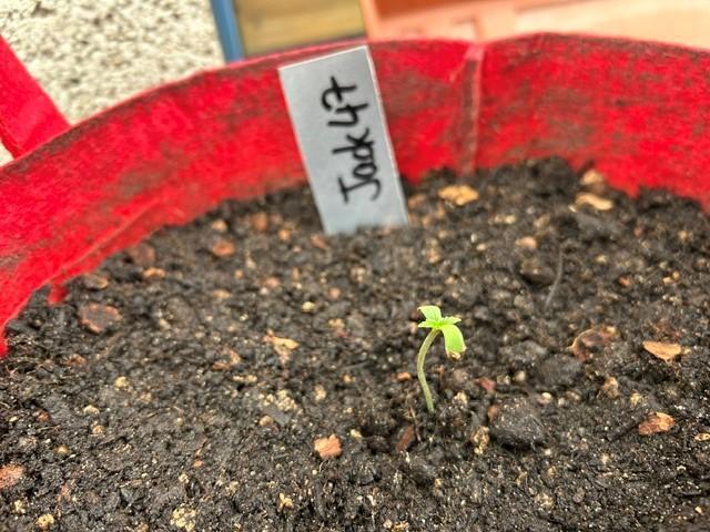 Jack 47 XL Auto. Week 1