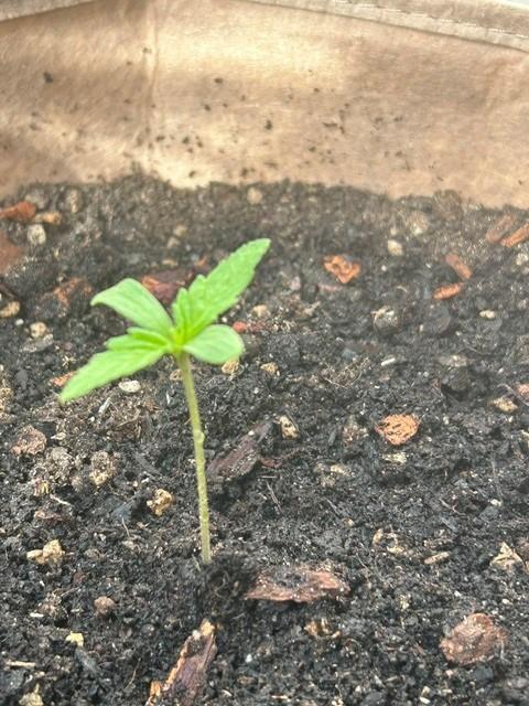 Desert Skunk. Week 2